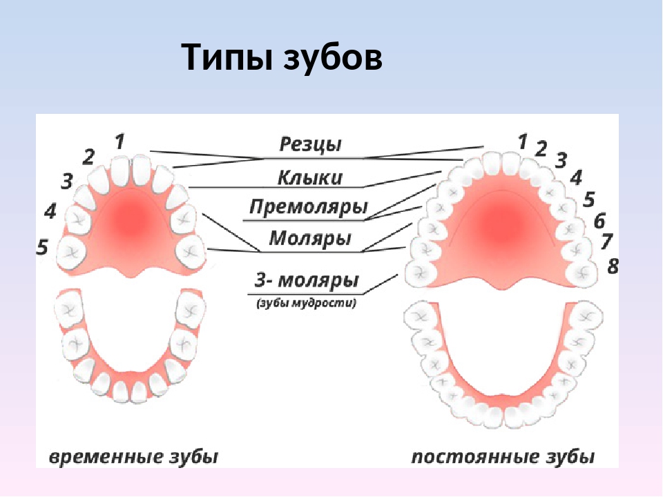 типы зубов фото